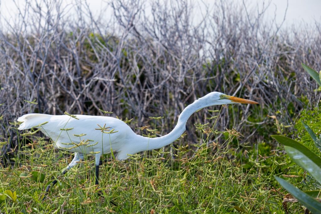 Great egret spotted in Cozumel