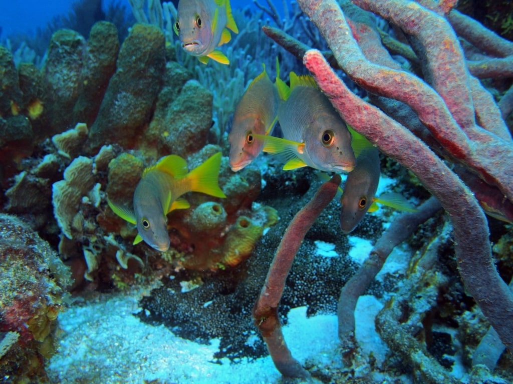 Snappers spotted while snorkeling