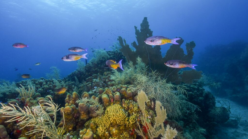 Underwater marine life in Cane Bay Beach
