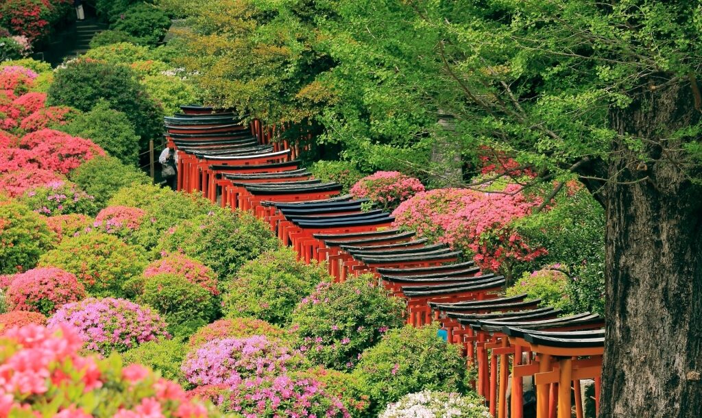 Nezu Shrine, Tokyo in Spring