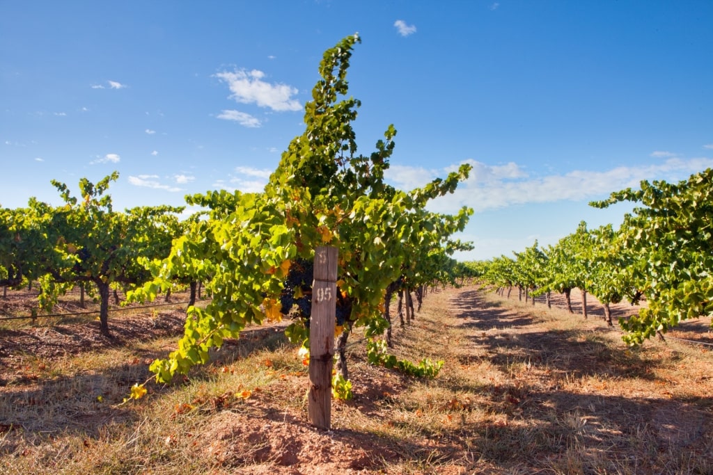 Vineyard in Barossa Valley