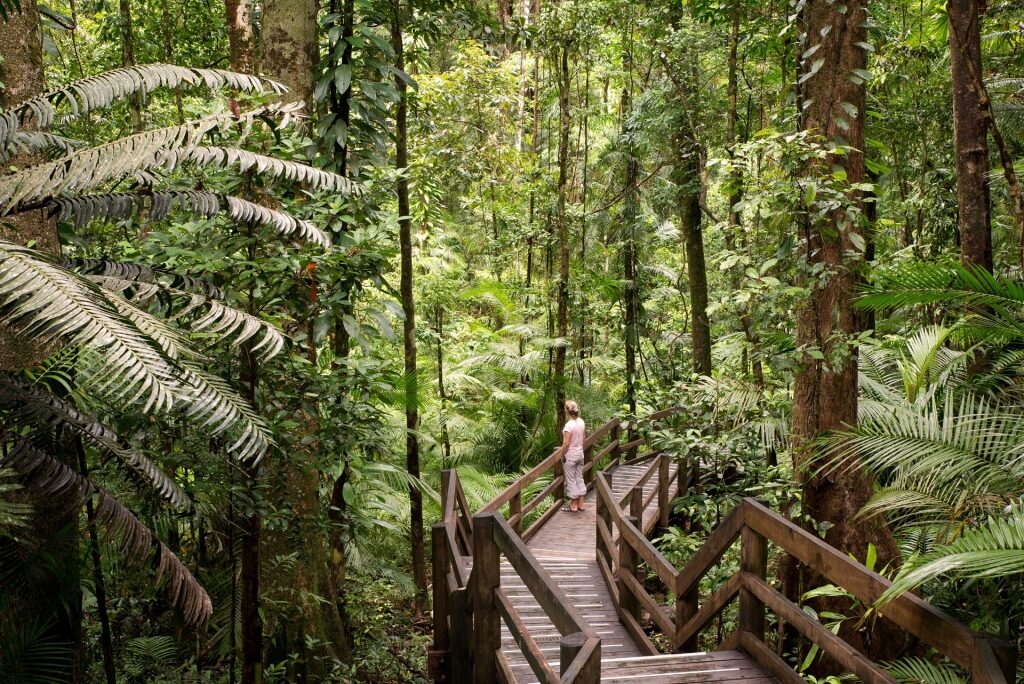 Woman walking in Daintree Rainforest