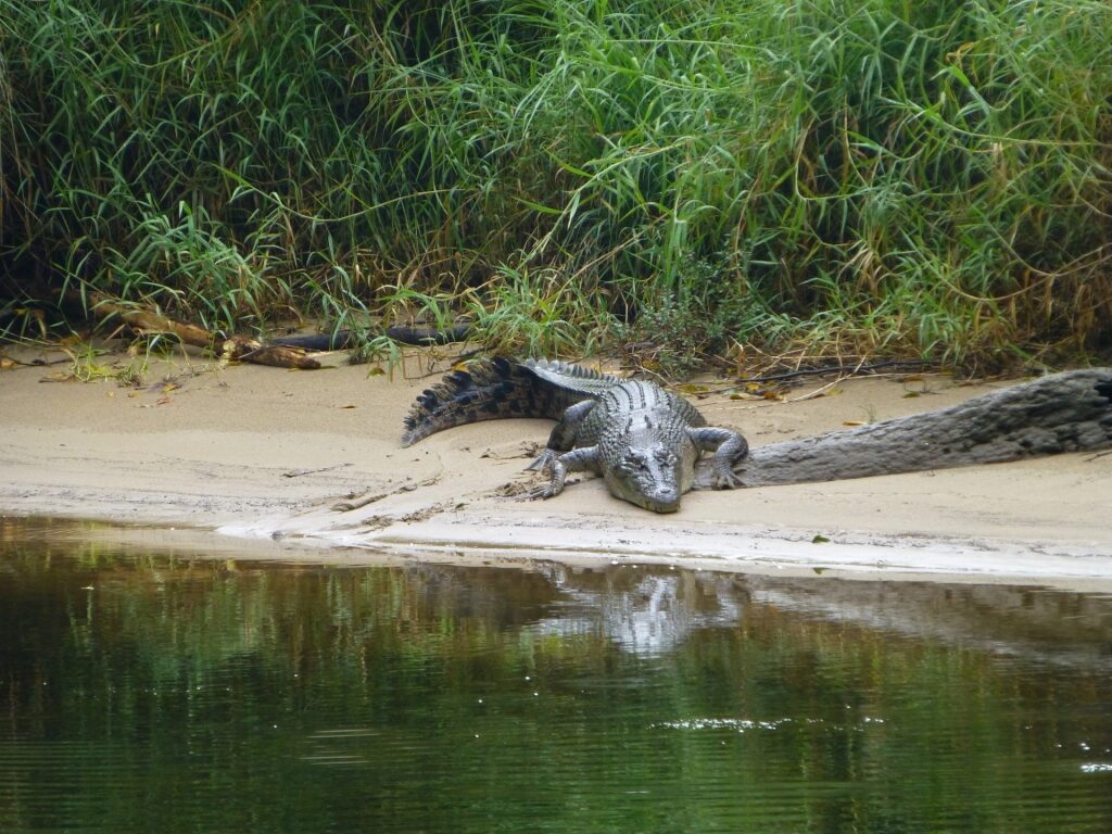 Crocodile in Daintree River