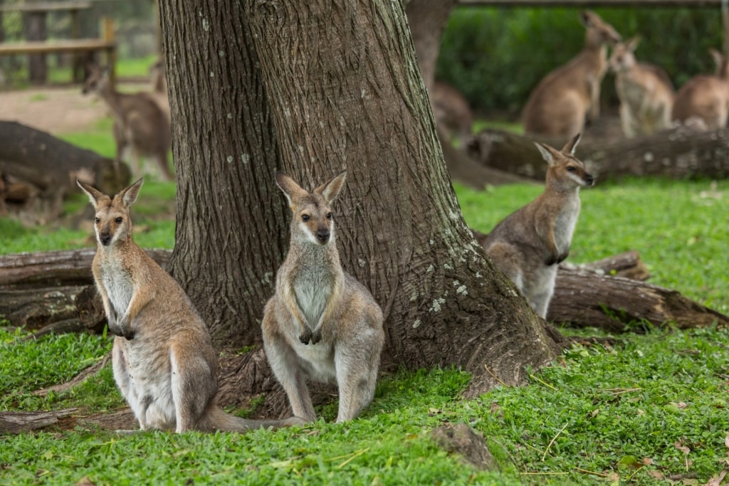 Kangaroos in Australia