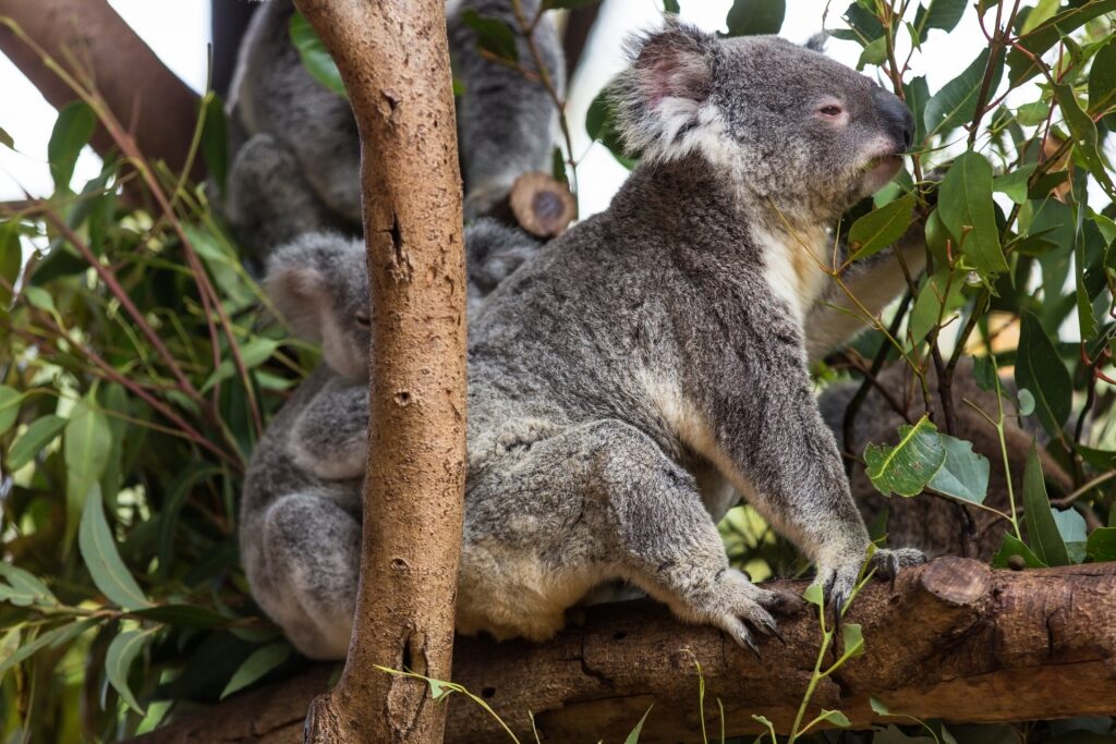 Koalas in Australia