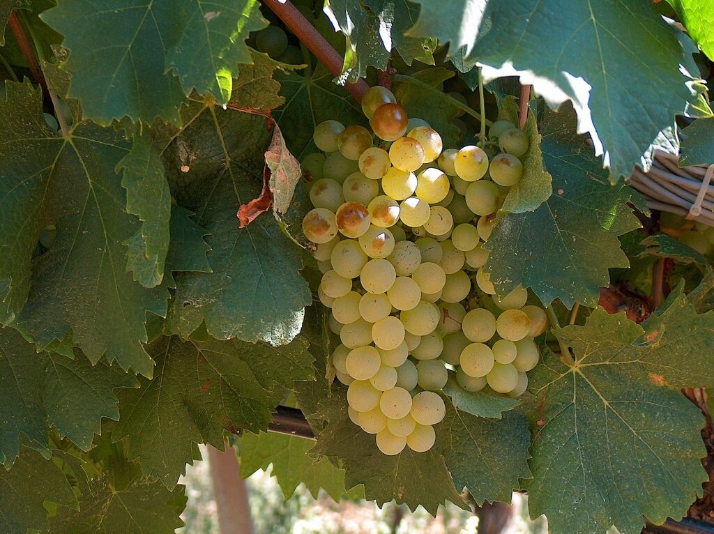 Vermentino grapes at a vineyard
