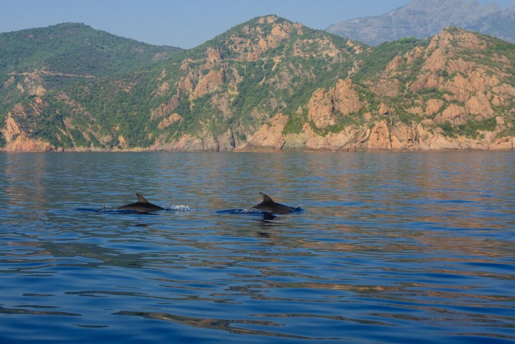 Dolphins spotted in Corsica