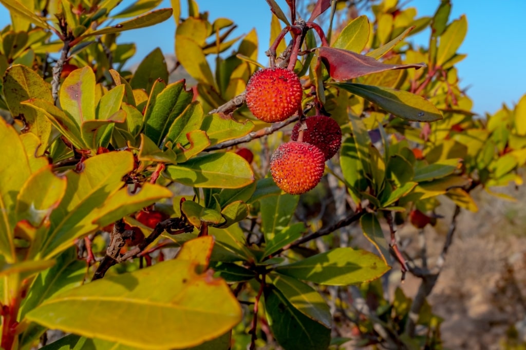 Strawberry tree in Corsica