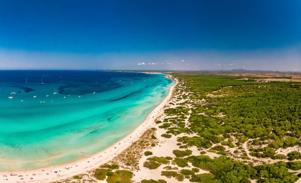 Lush landscape of Platja des Trenc