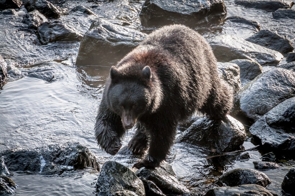 Black bear spotted in Herring Cove