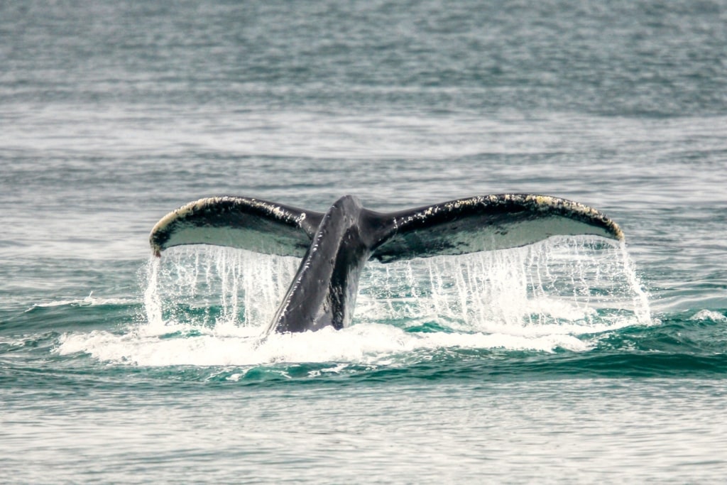 Humpback whale spotted in Alaska