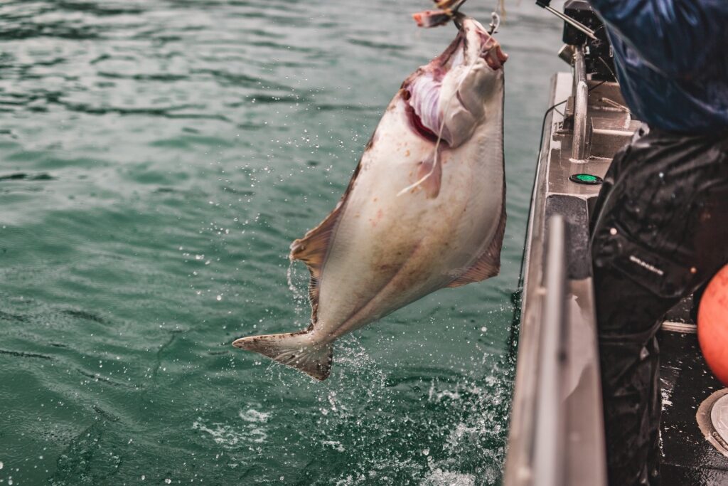 Halibut caught from the waters of Icy Strait Point