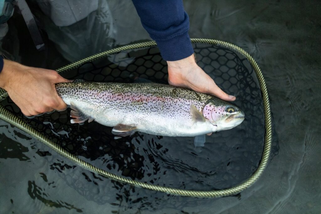 Trout caught while fishing in Alaska
