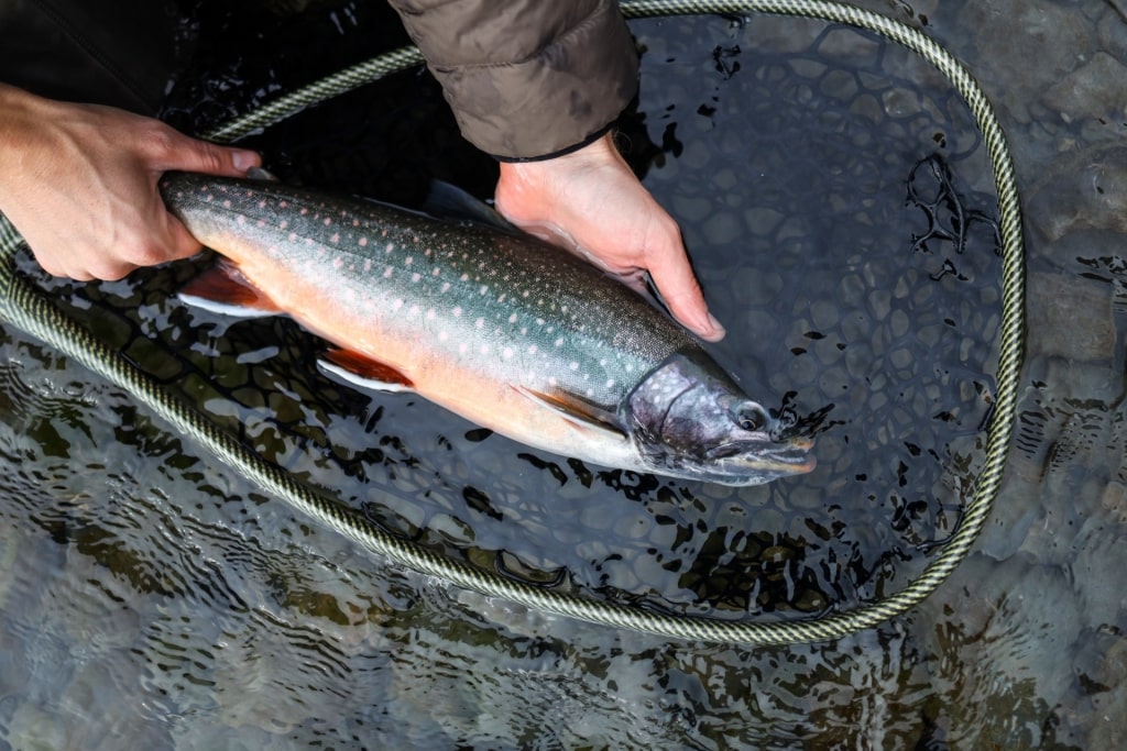 Man caught a Dolly Varden fish