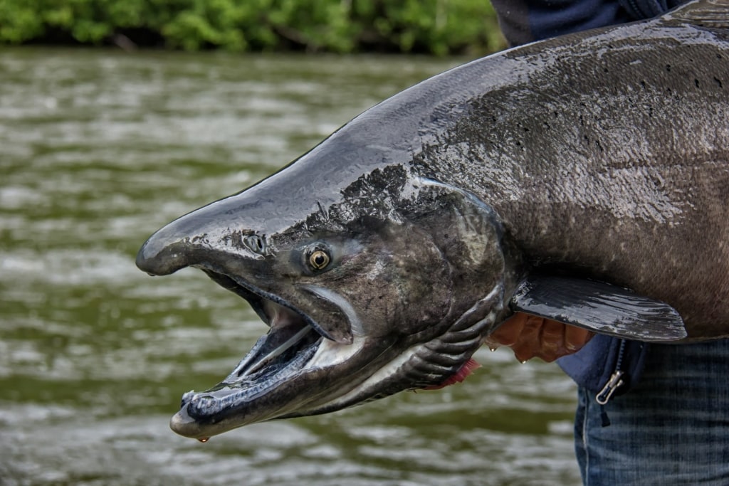 King salmon caught in Ketchikan