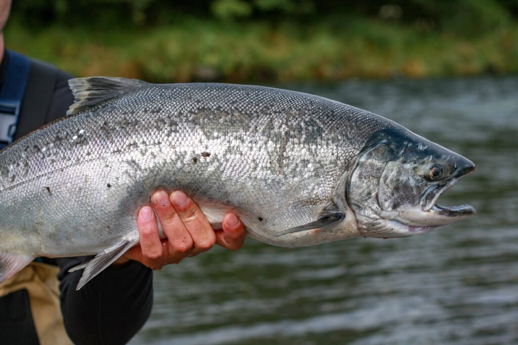 Coho caught from a river in Alaska