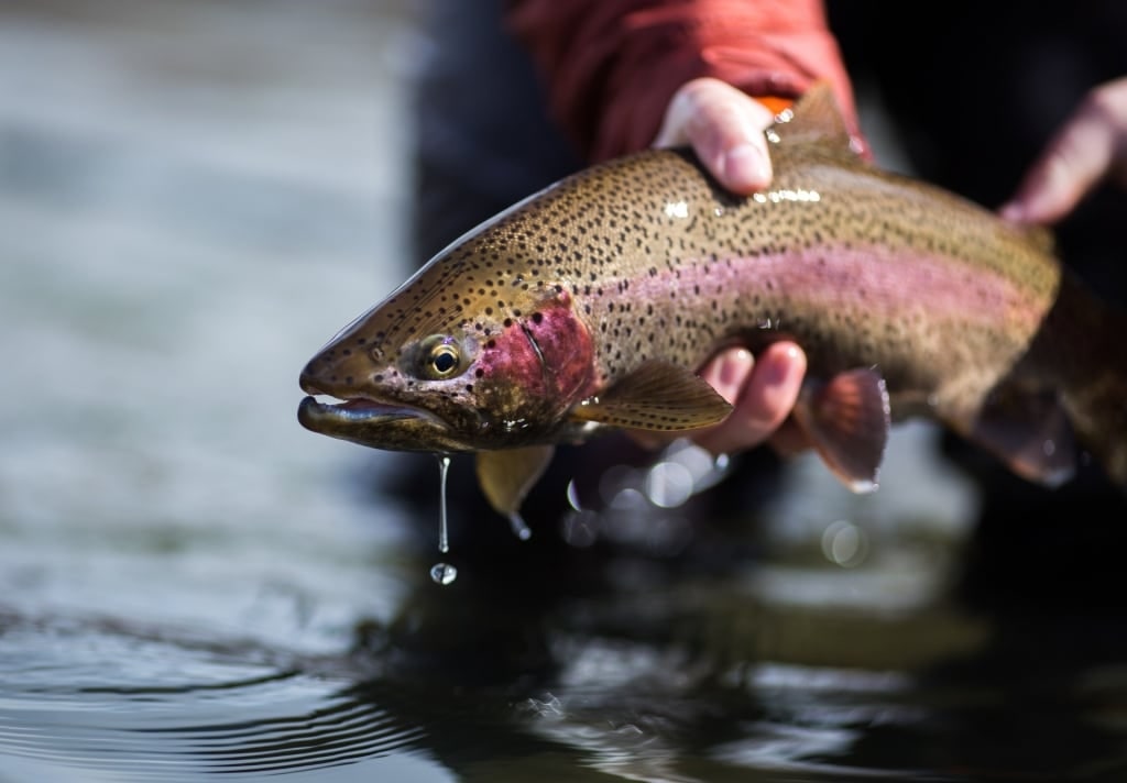 Rainbow trout caught in Talkeetna