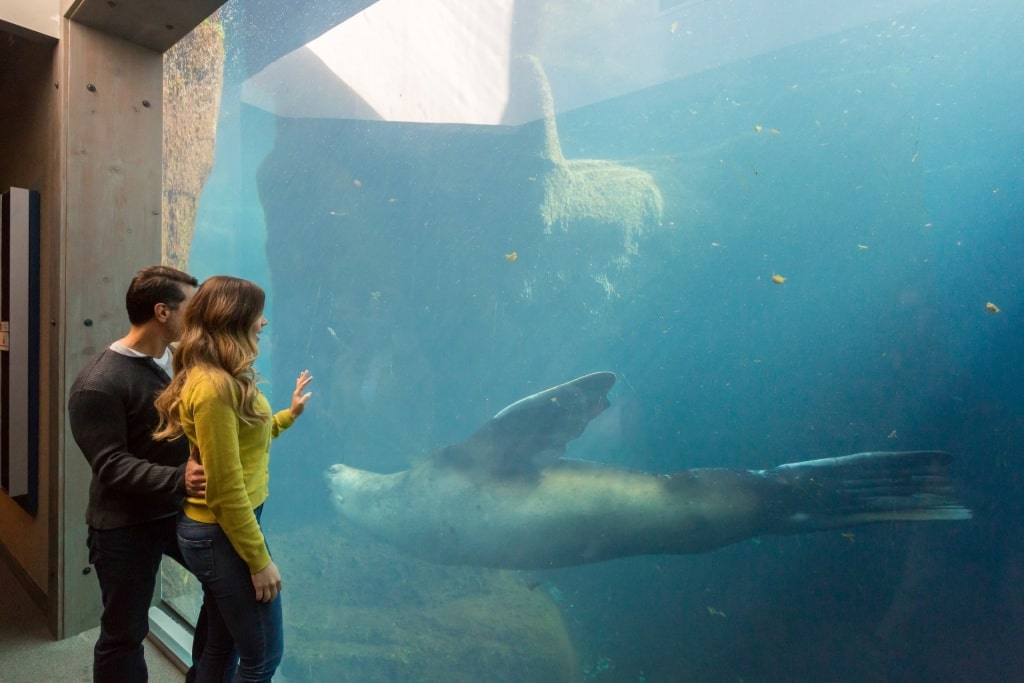 Couple exploring the Alaska Sealife Center