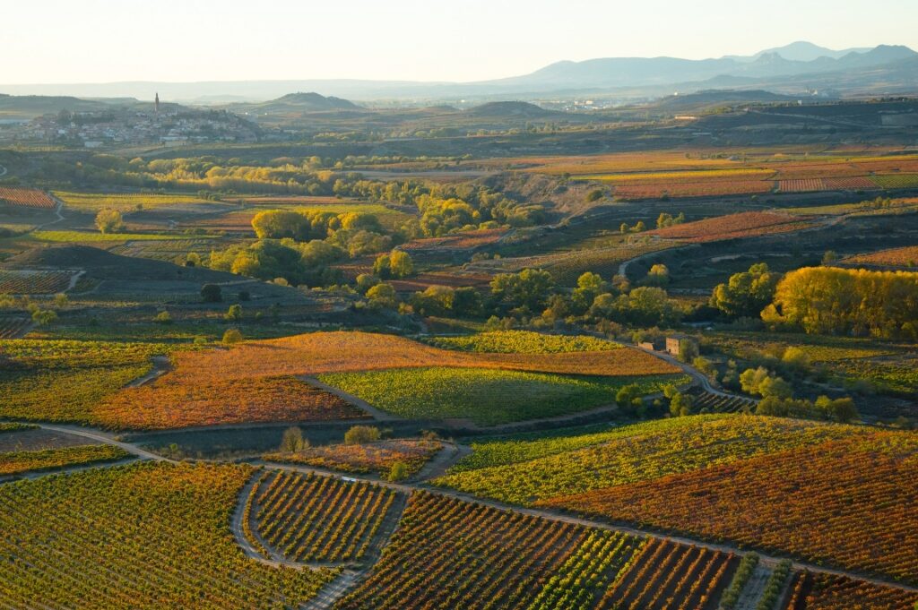 Vineyard in La Rioja during fall in Spain