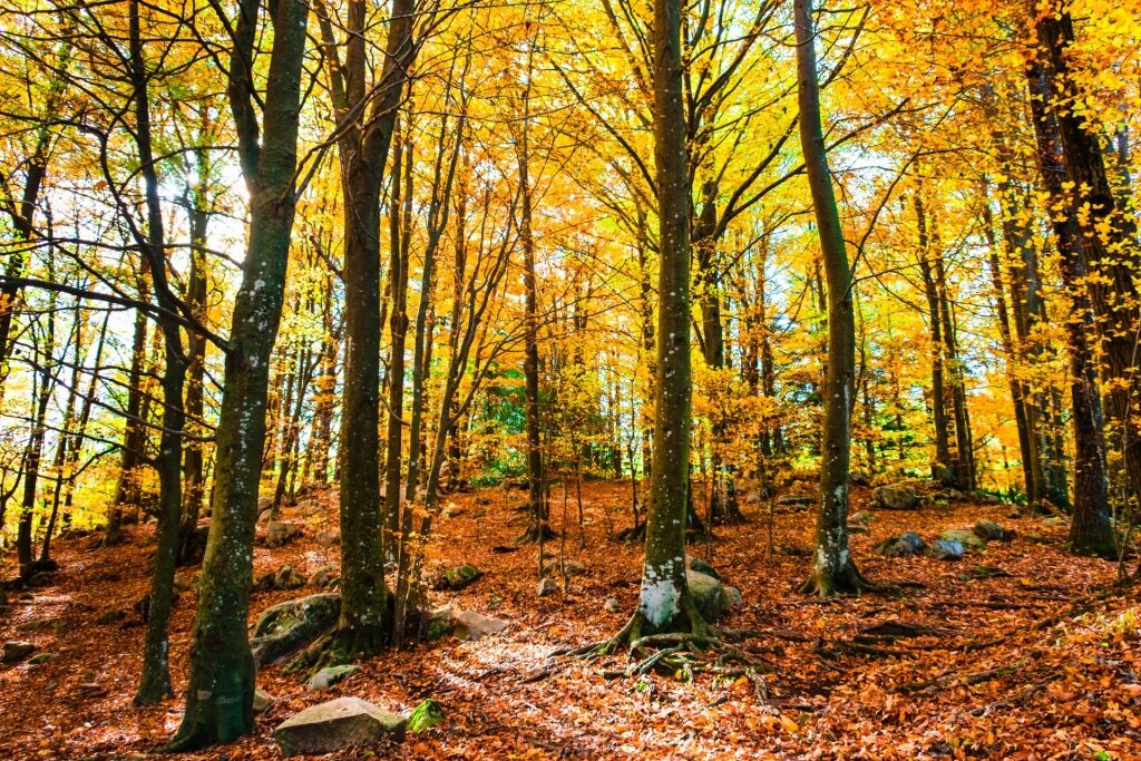 Beautiful fall foliage in Montseny Natural Park, near Barcelona
