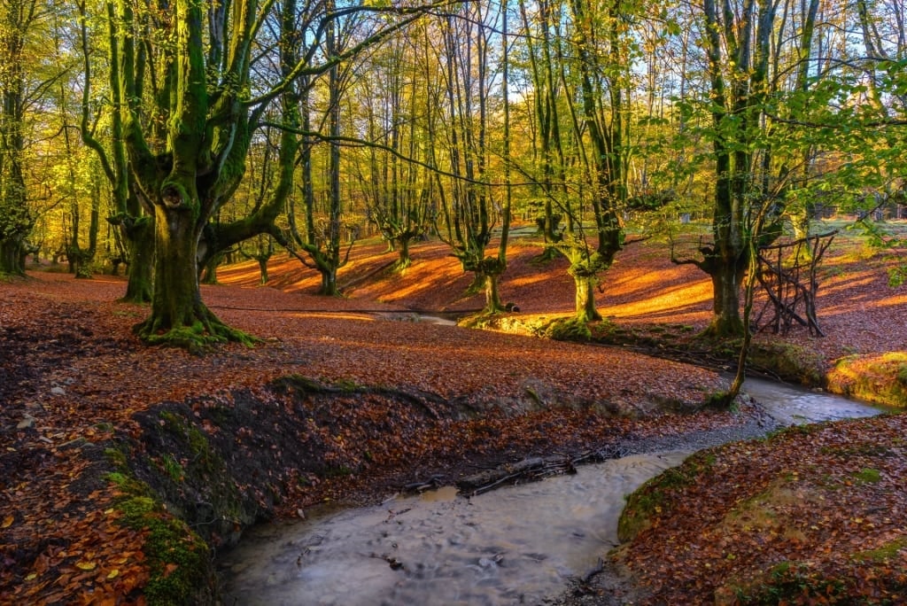 Unique trees in Gorbea, near Bilbao