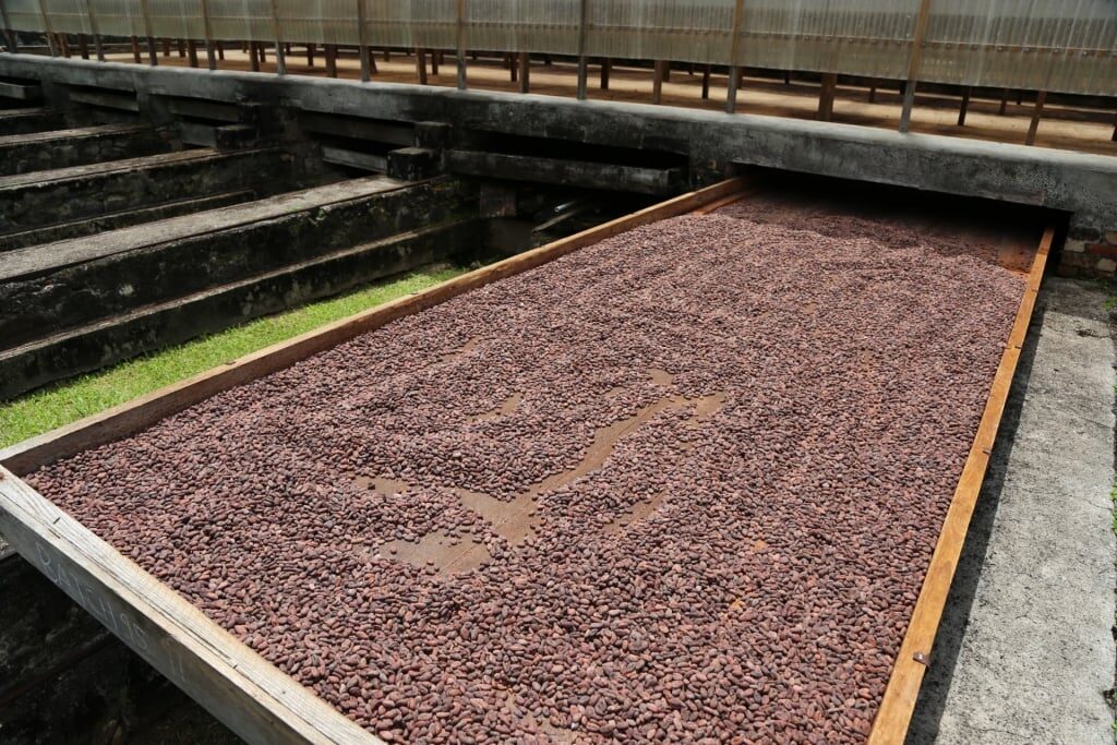 Cacao beans in Belmont Estate