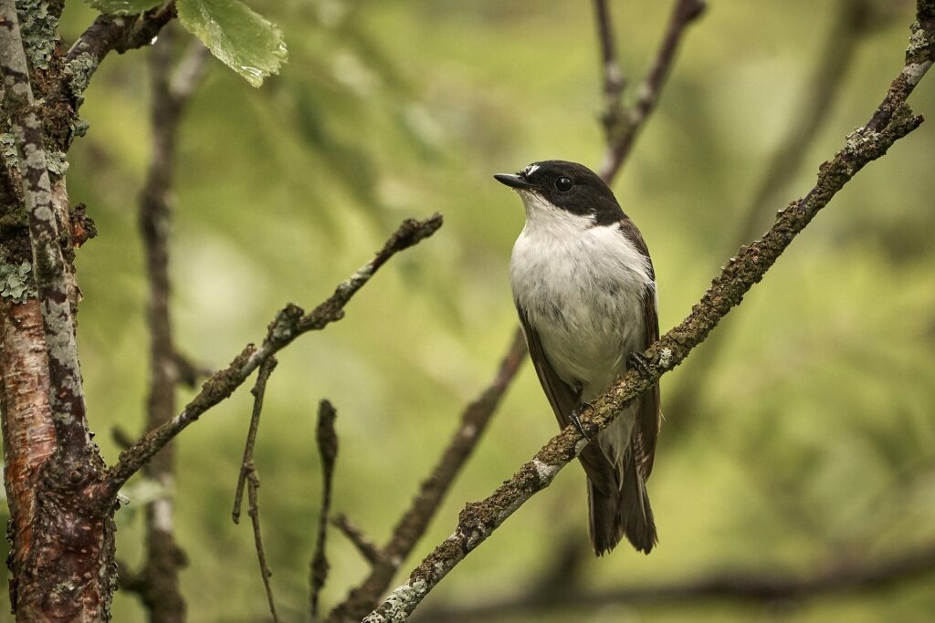 Black-and-white flycatcher spotted in Norway