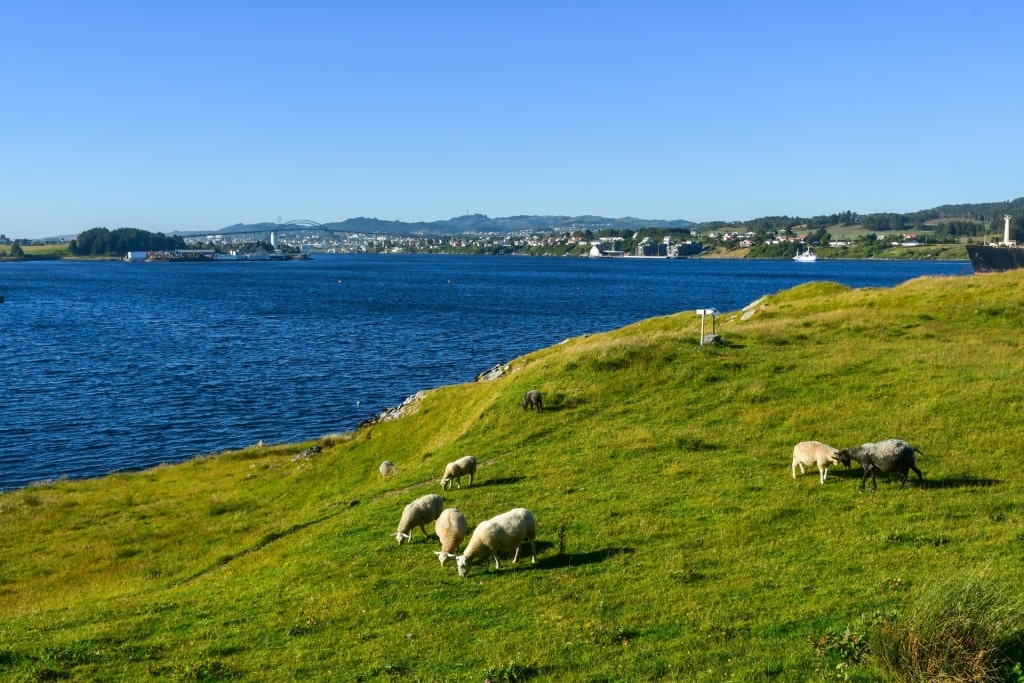 Lush landscape of Haugesund