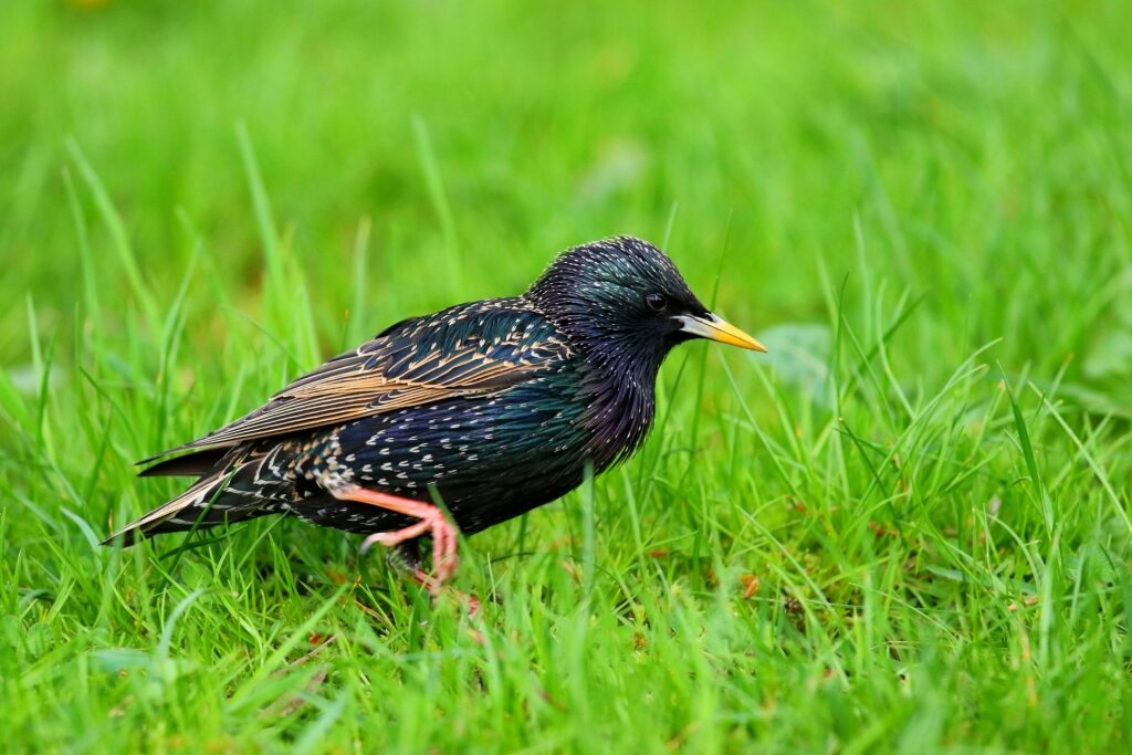 Starling spotted in Norway
