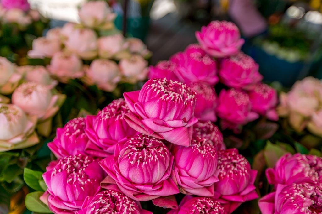 Flowers at the Pak Khlong Talat market