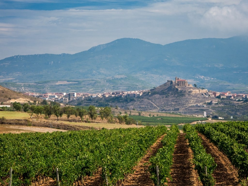 Vineyard in Vivanco, La Rioja