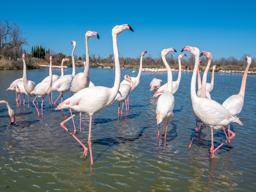 Flamingos in Camargue