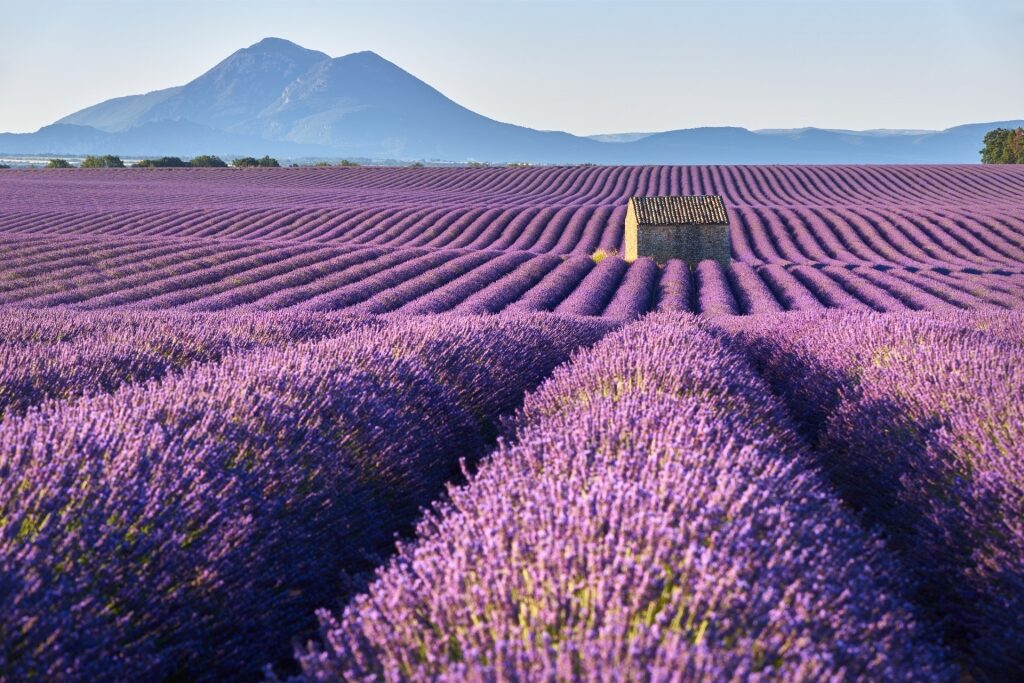 Gorgeous lavender fields in Valensole Plateau