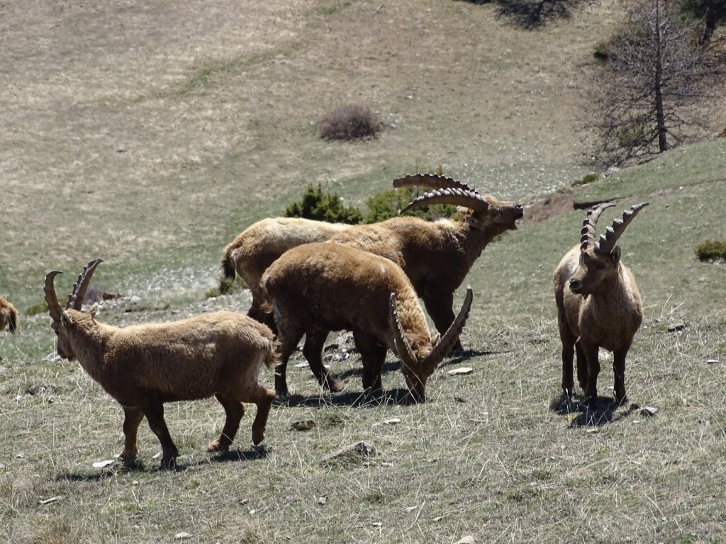 Ibex spotted in Provence