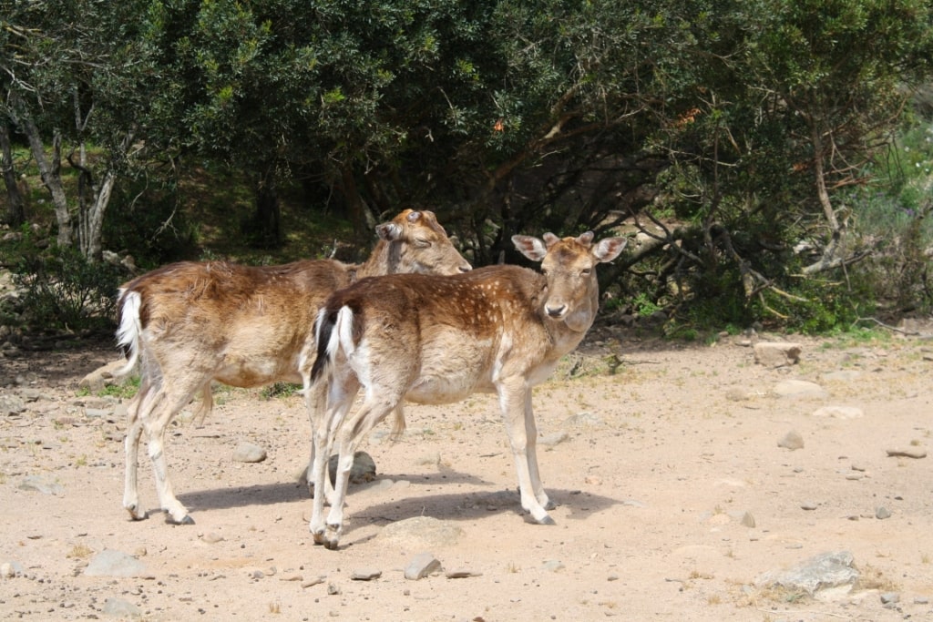 Deer spotted in Sardinia