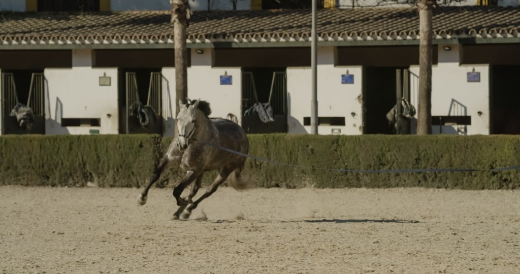 Horse at the Royal Andalusian School of Equestrian Art, Jerez