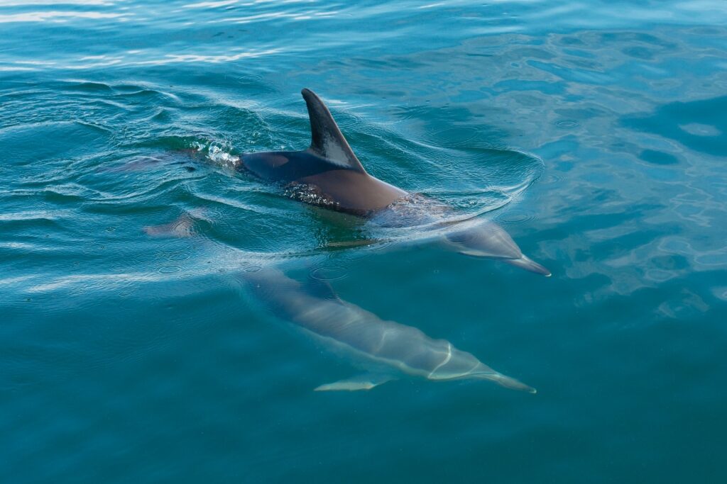Dolphins spotted in Costa del Sol