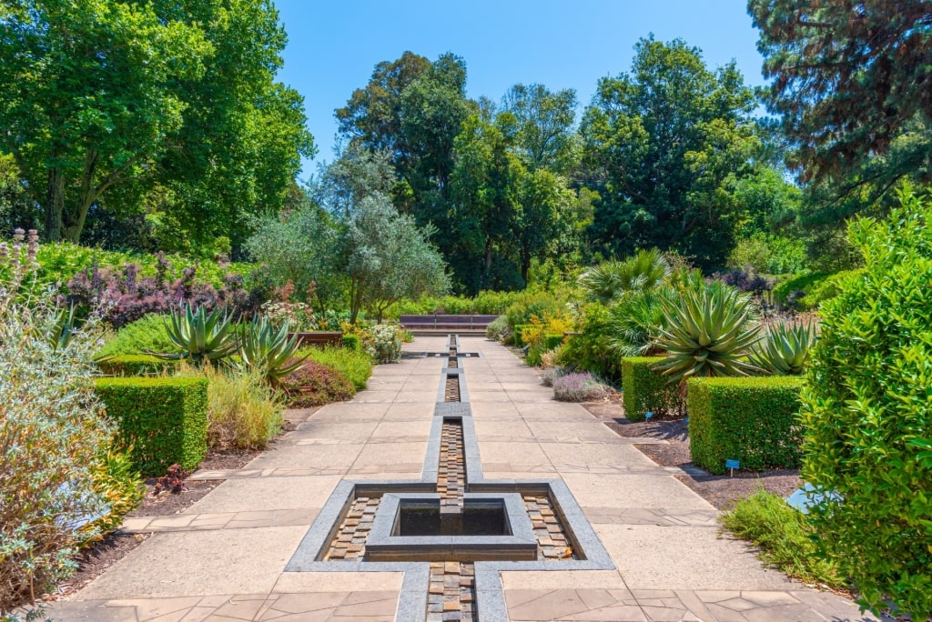 Greenery in Adelaide Botanic Garden