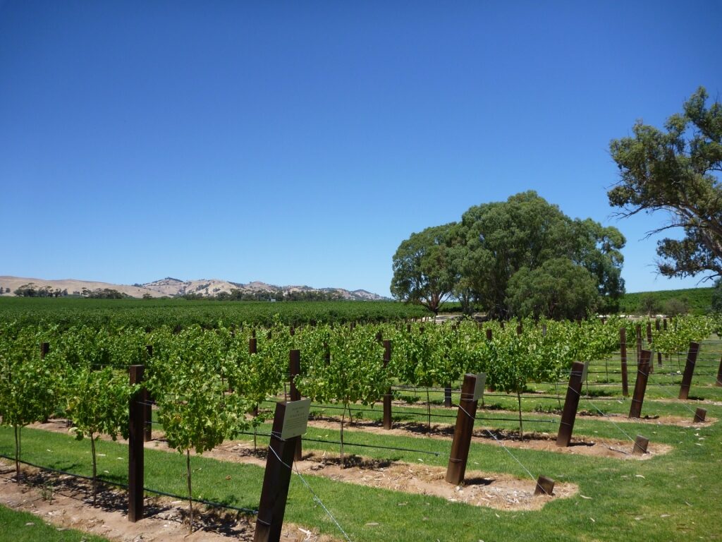 Jacob's Creek vineyard in Barossa Valley