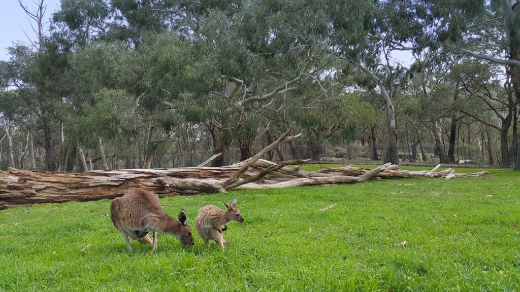 Kangaroos in Cleland Wildlife Park