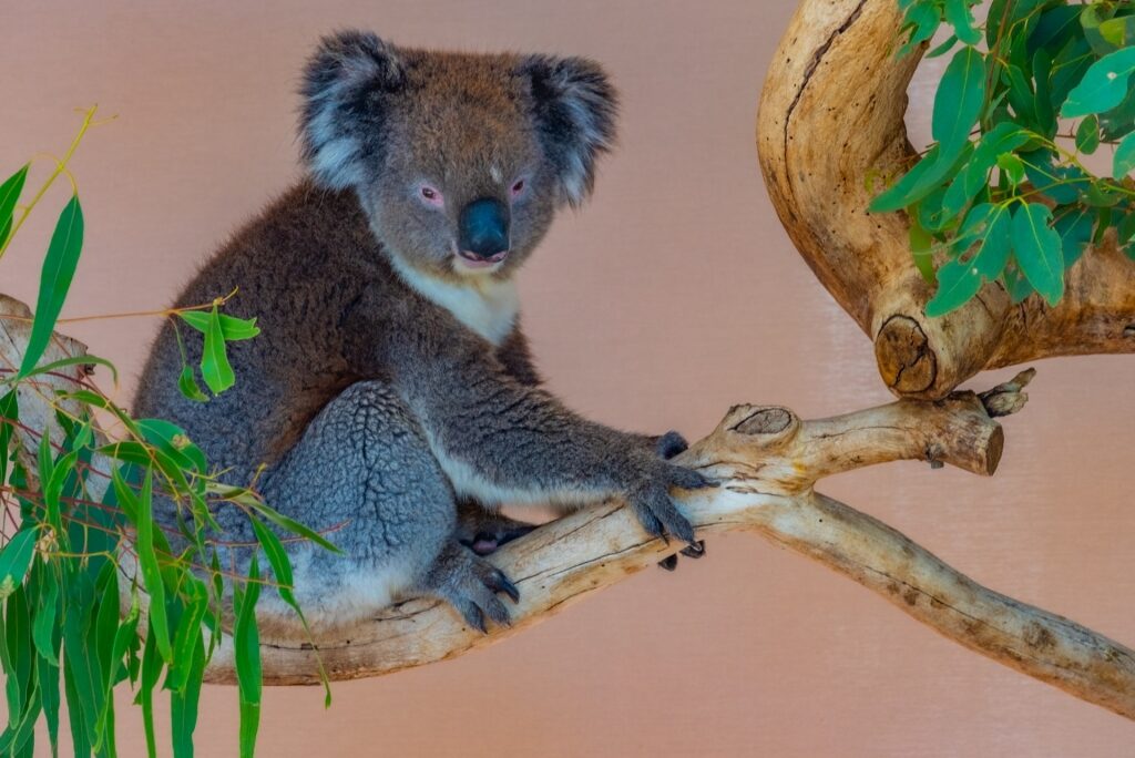 Koala in Cleland Wildlife Park