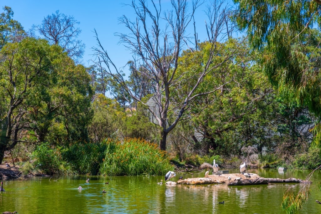 Pelicans in Cleland Wildlife Park