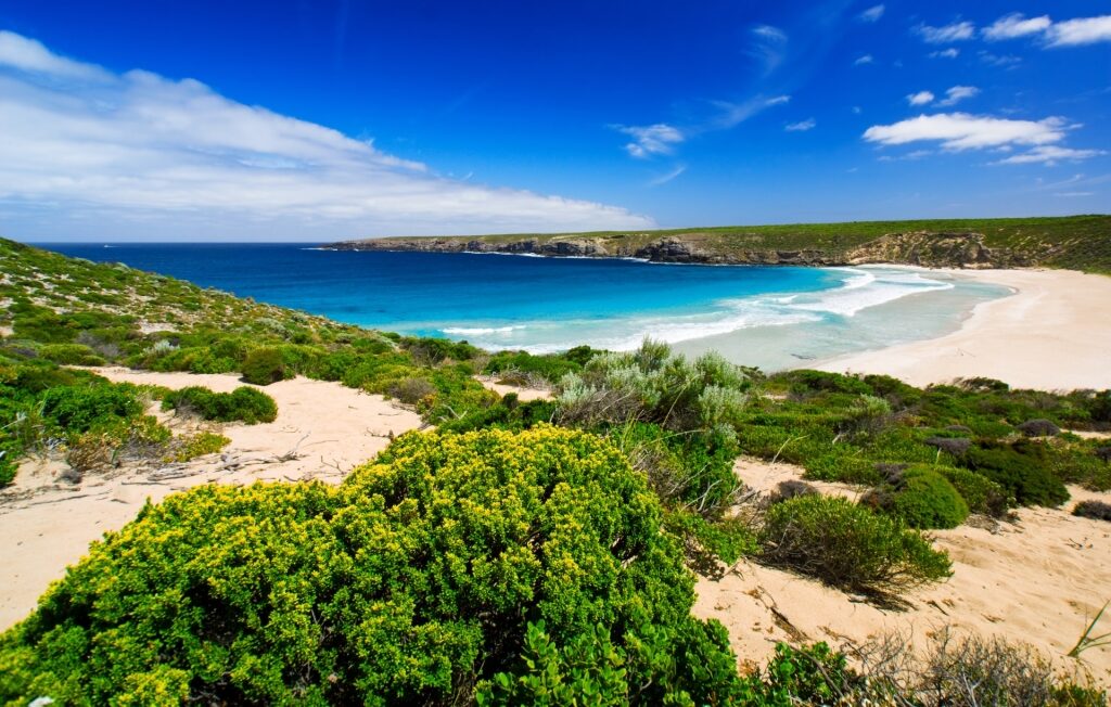 Visit Kangaroo Island, one of the best things to do in Adelaide