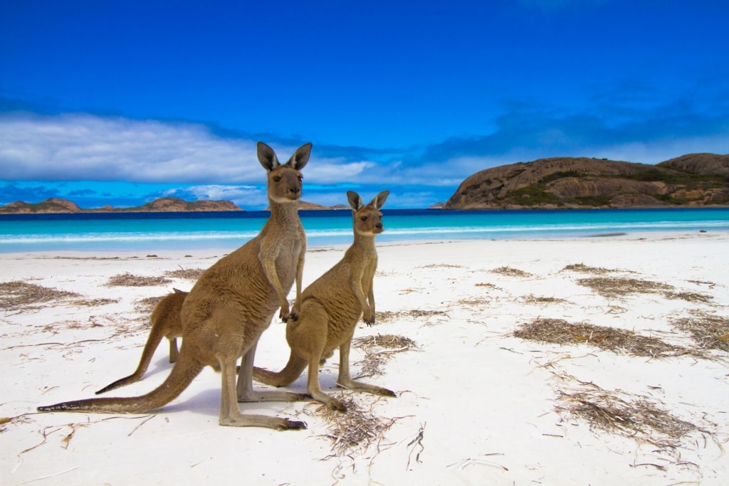 Wildlife in Kangaroo Island