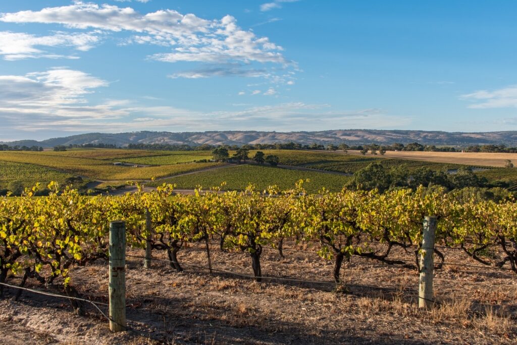 Vineyard in McLaren Vale