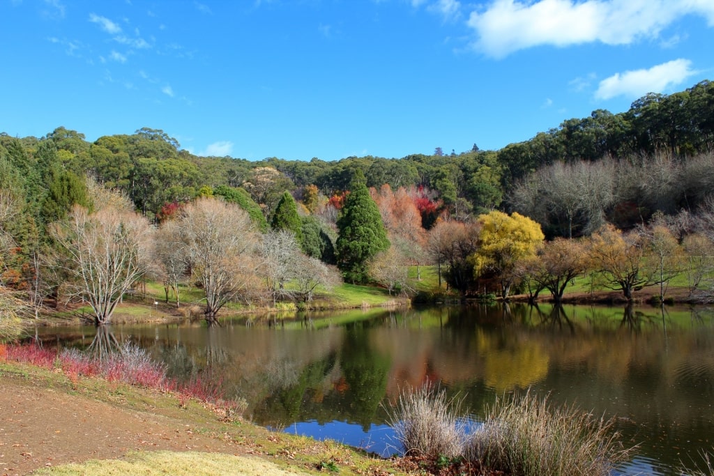 Fall foliage in Mount Lofty Botanic Gardens