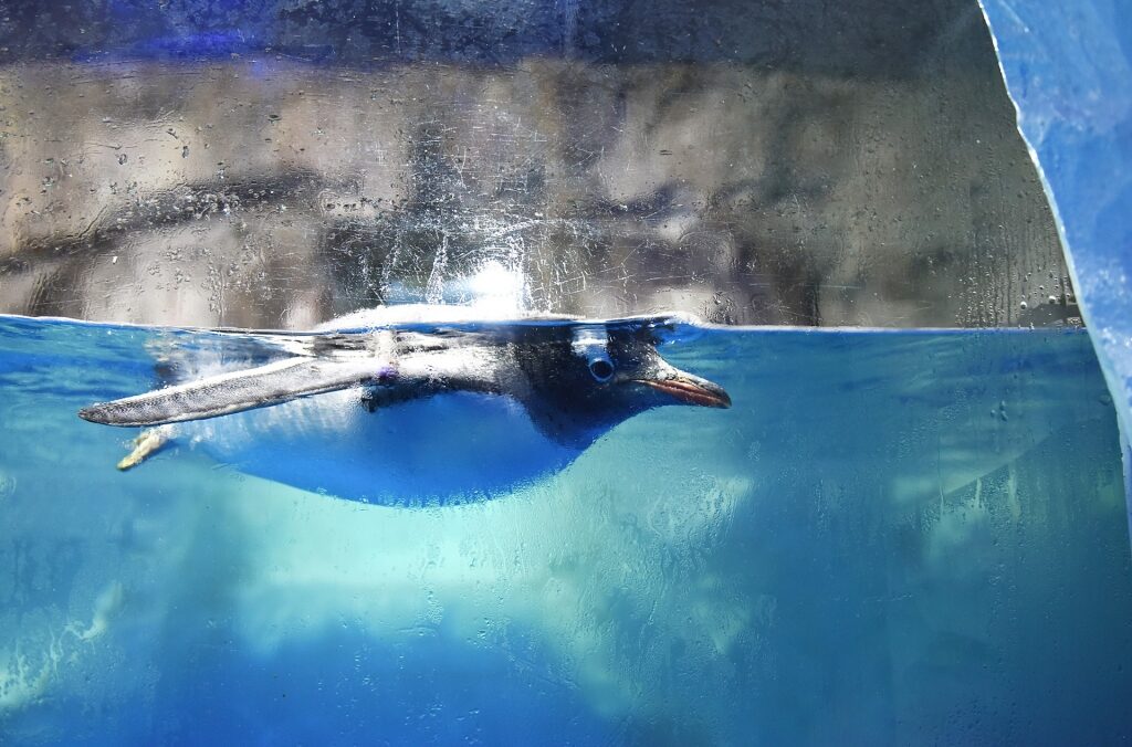 Penguin at the SEA LIFE aquarium