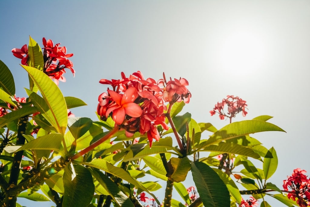 Exotic plant in Bordeaux