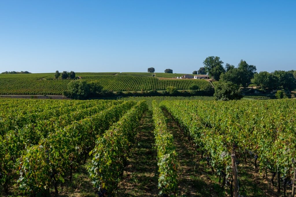 Lush landscape of a vineyard in Bordeaux