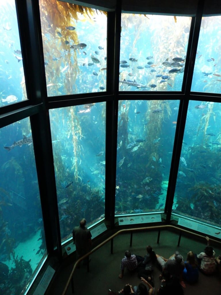 Visit Monterey Bay Aquarium, one of the best things to do in Monterey with kids